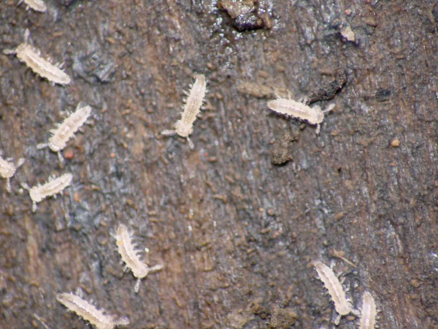 Diplopodi neonati